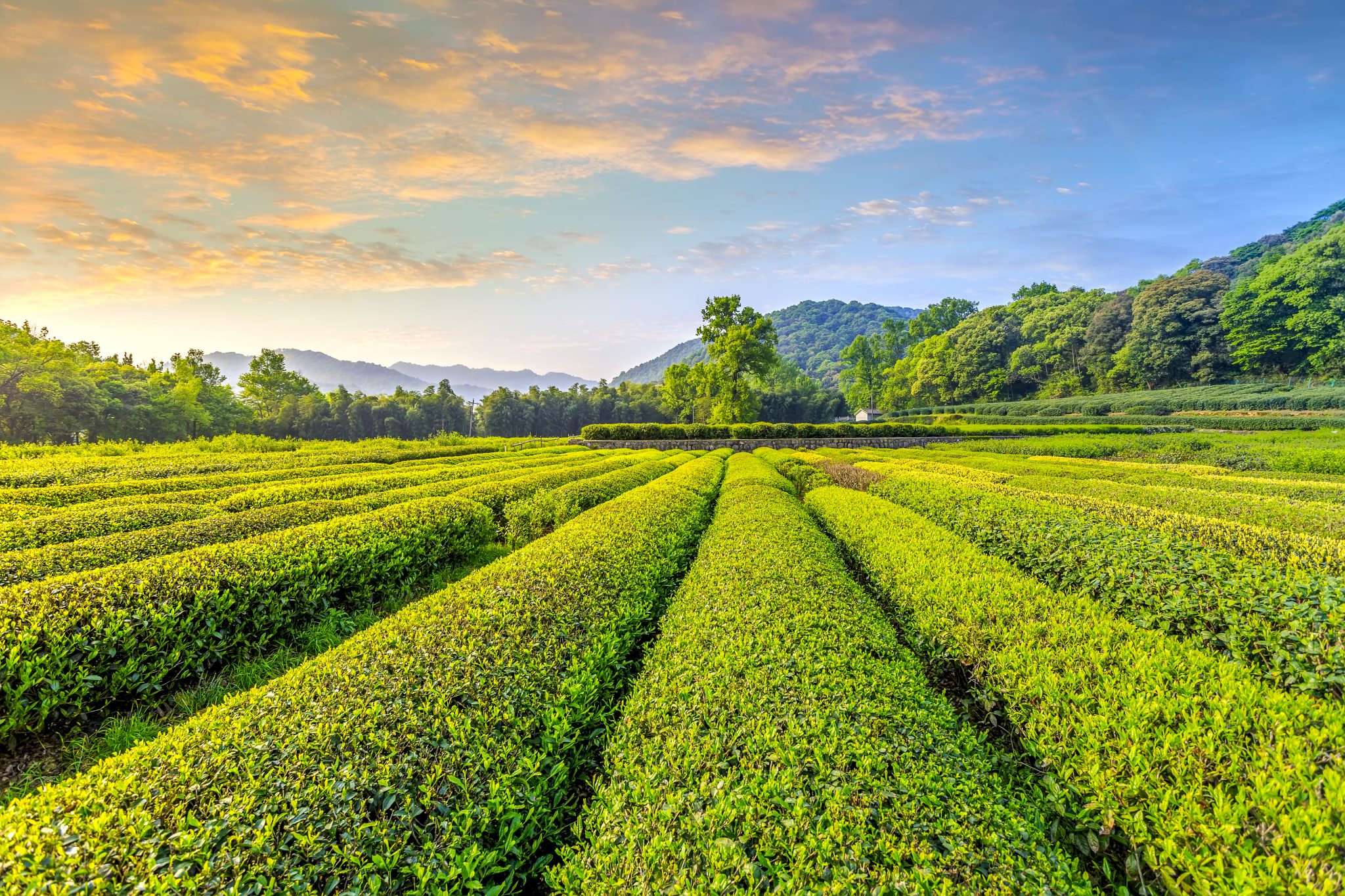 Tới Hàng Châu thưởng trà Long Tỉnh - Du lịch Hàng Châu | MÊ ĐI TRAVEL 