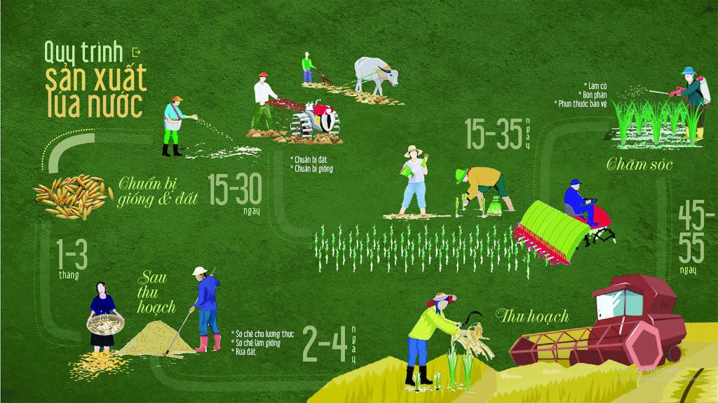 Infographic quy trình sản xuất lúa nước từ chuẩn bị giống đến thu hoạch và sau thu hoạch