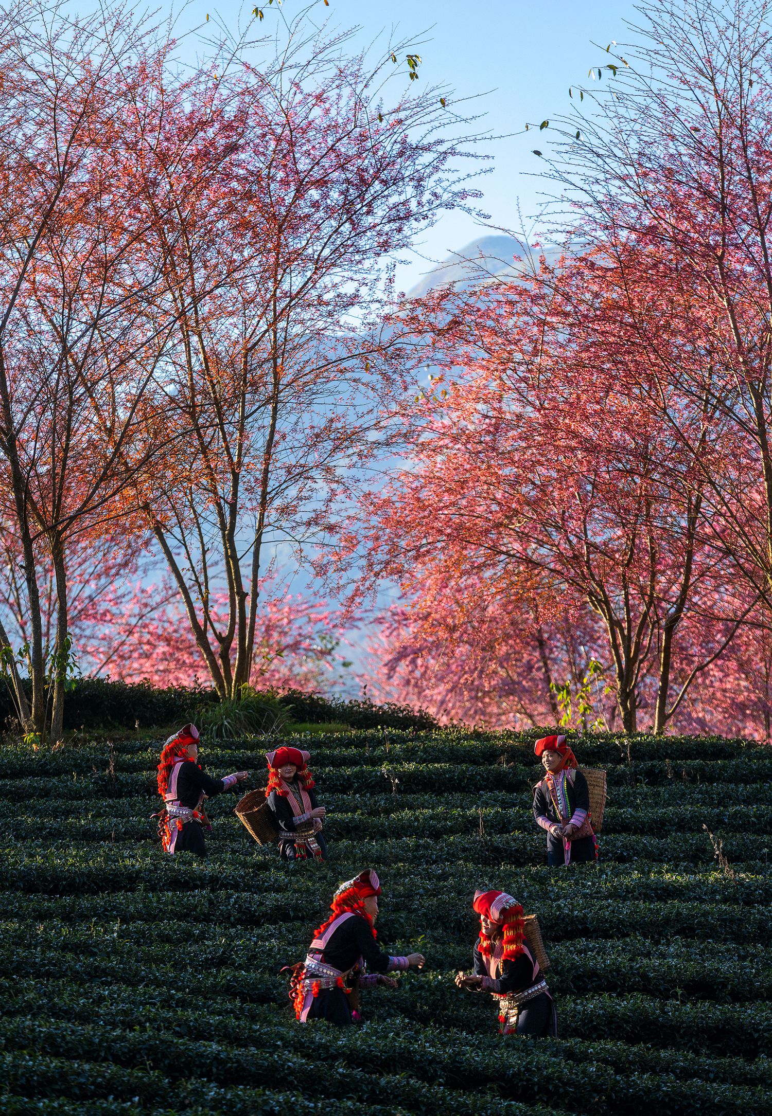 127- Hái trà xuân – Lê Việt Khánh