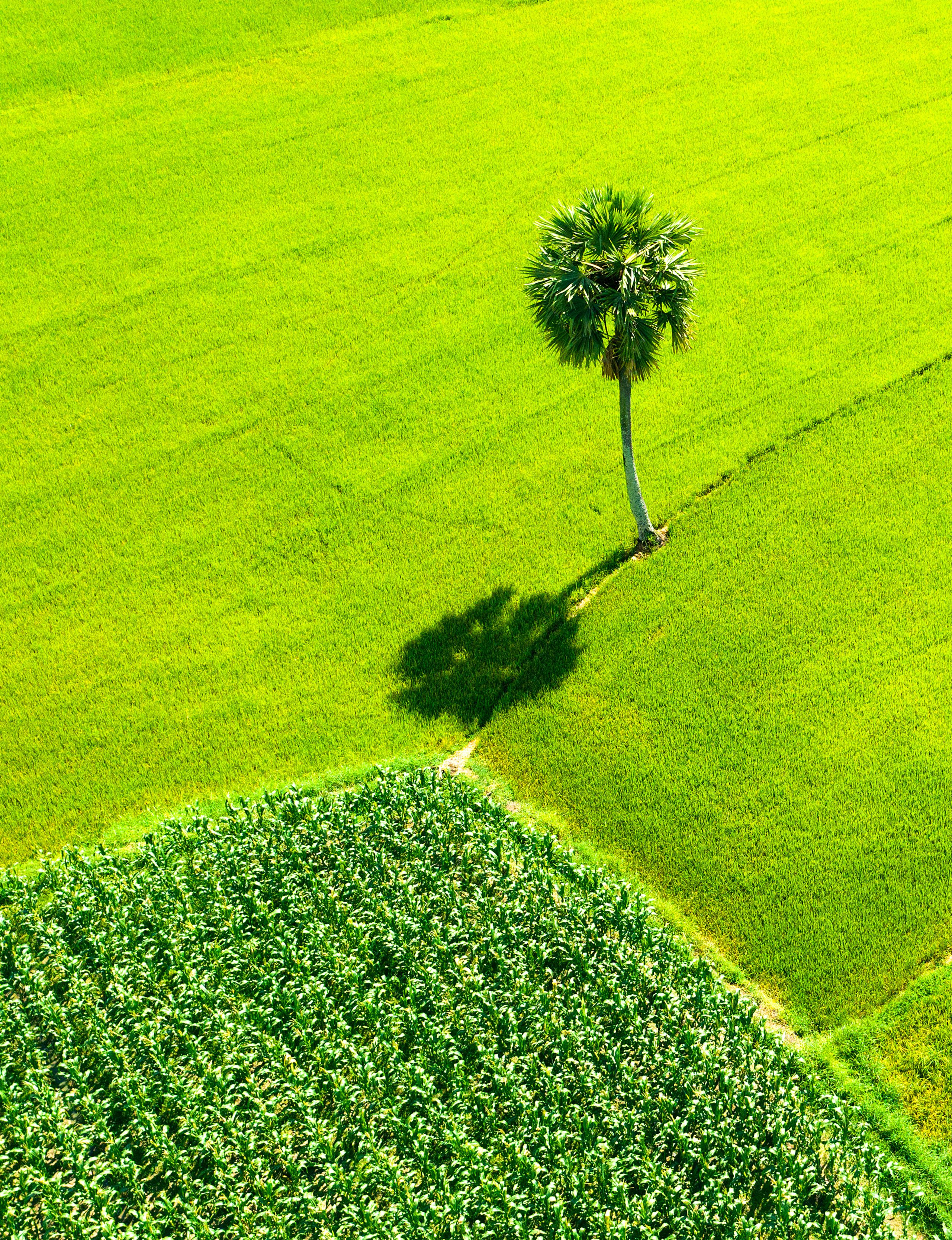 187- Hình bóng quê nhà – Trương Thế Cầu