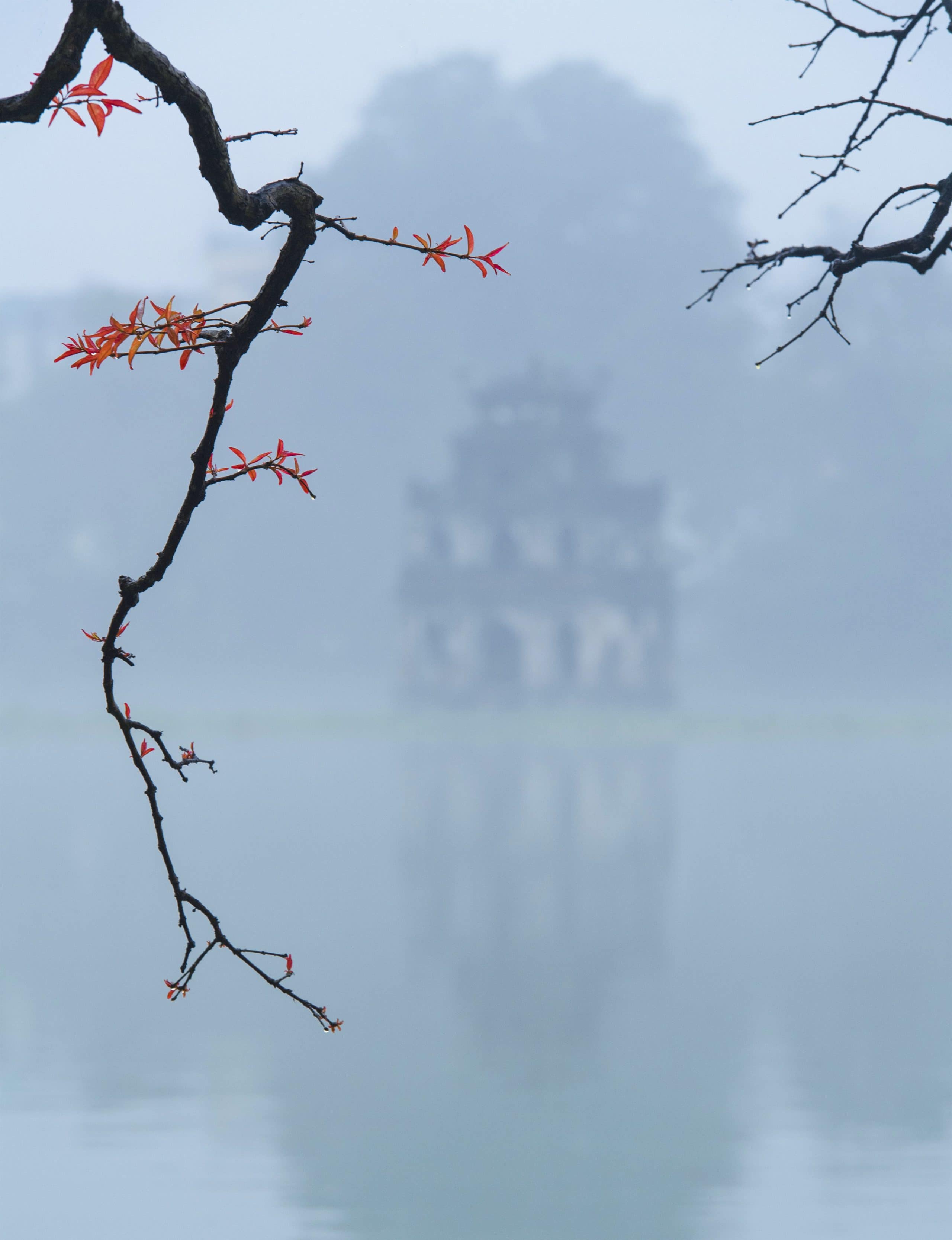 188- Nhành xuân – Trương Thế Cầu