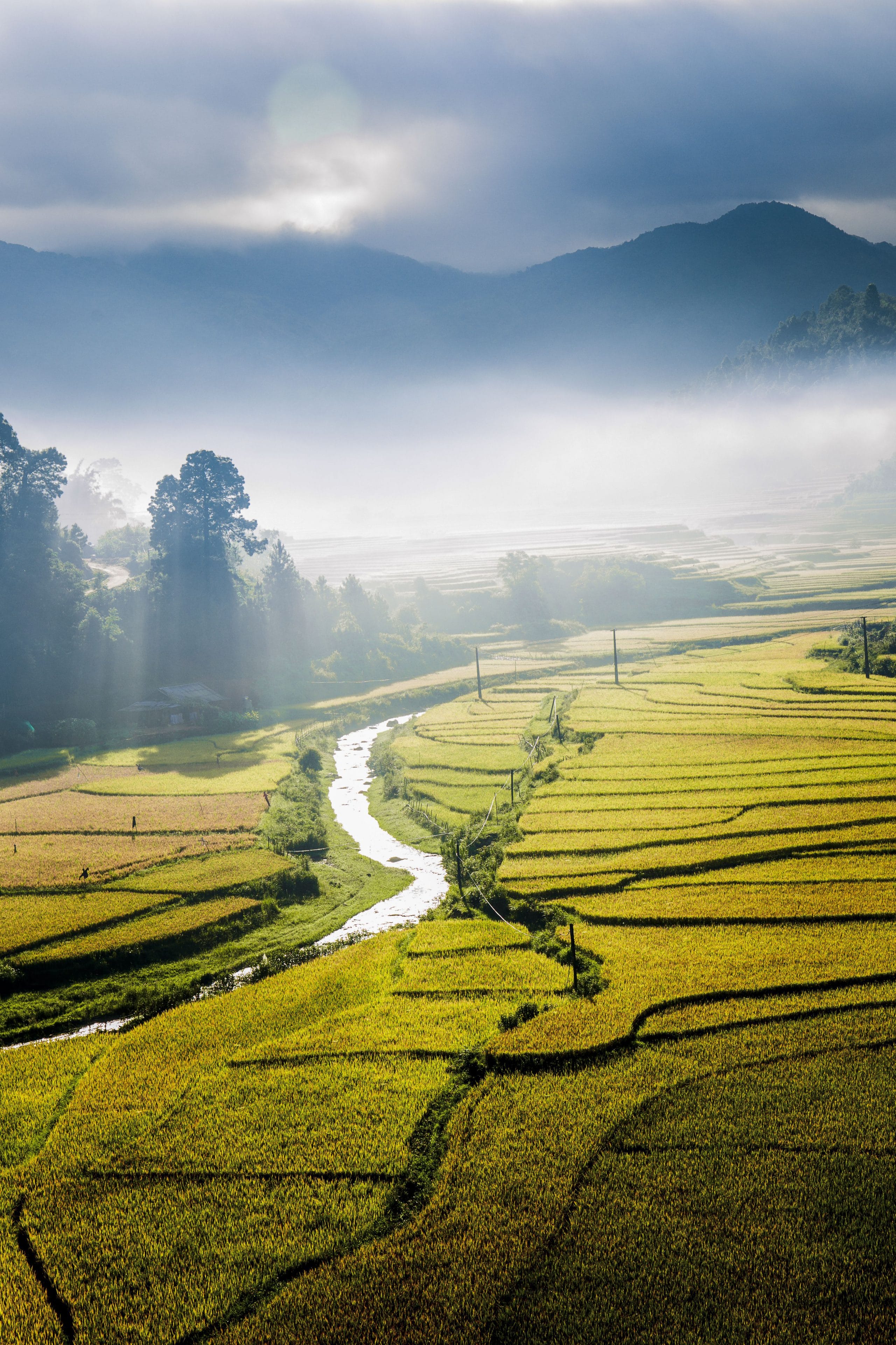 191- Sắc vàng Mù Cang Chải – Cao Văn Tùng