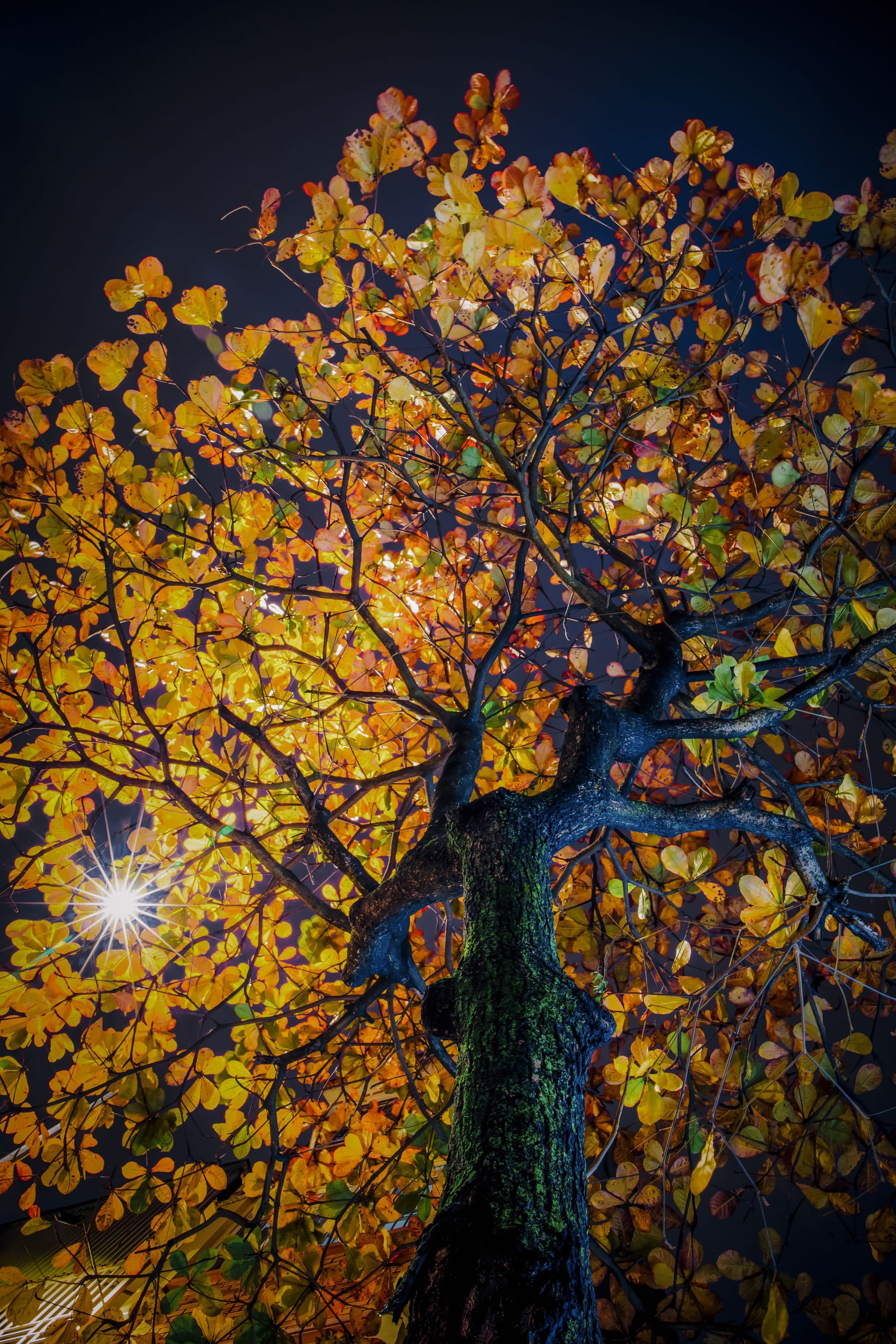 192- Bàng phố – Cao Văn Tùng