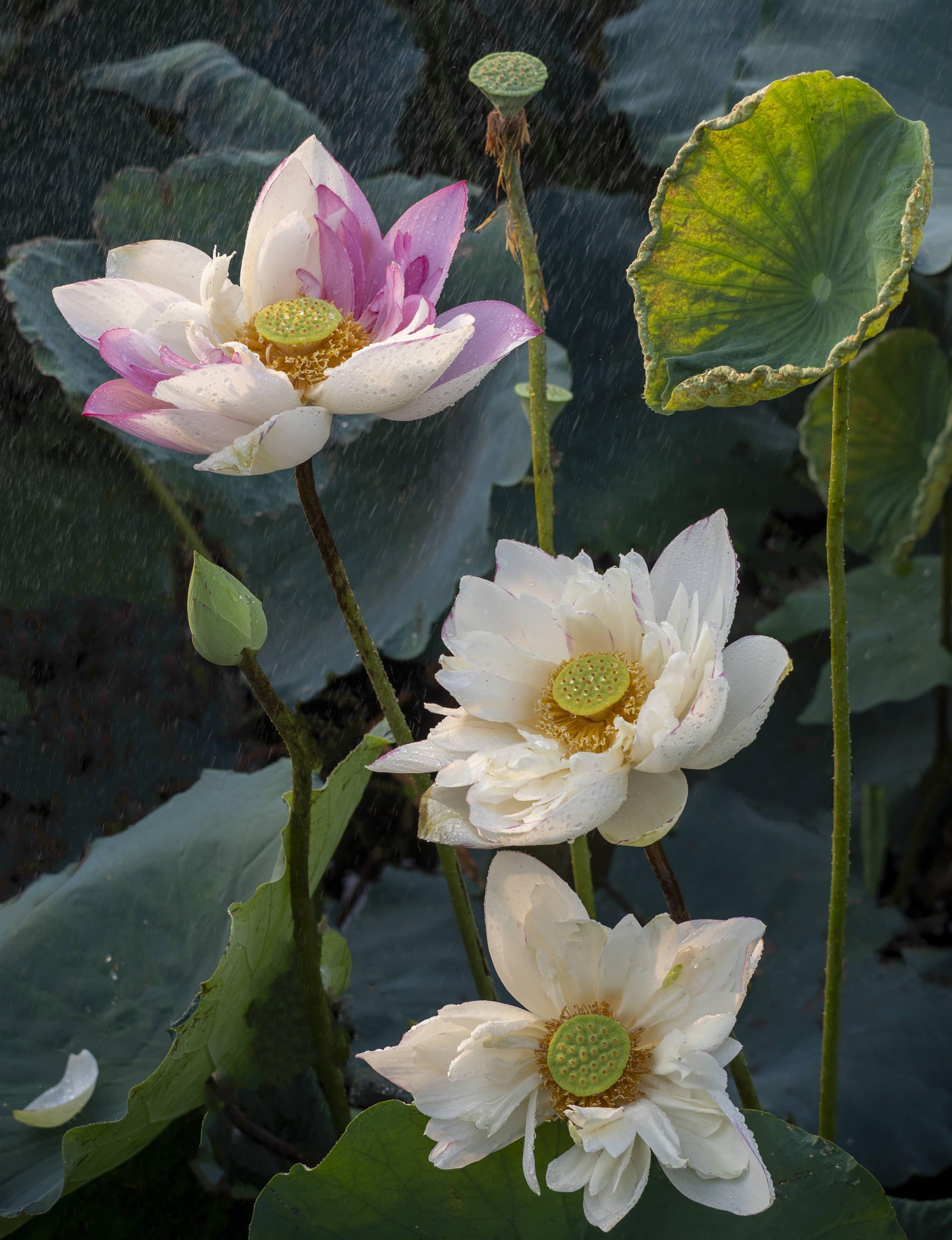 228 – Sen 2 màu ở đền Lệ Chi Viên – Vũ Bảo Ngọc