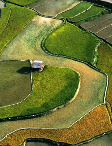 252 – Khau Phạ vào mùa – Trương Thế Cầu