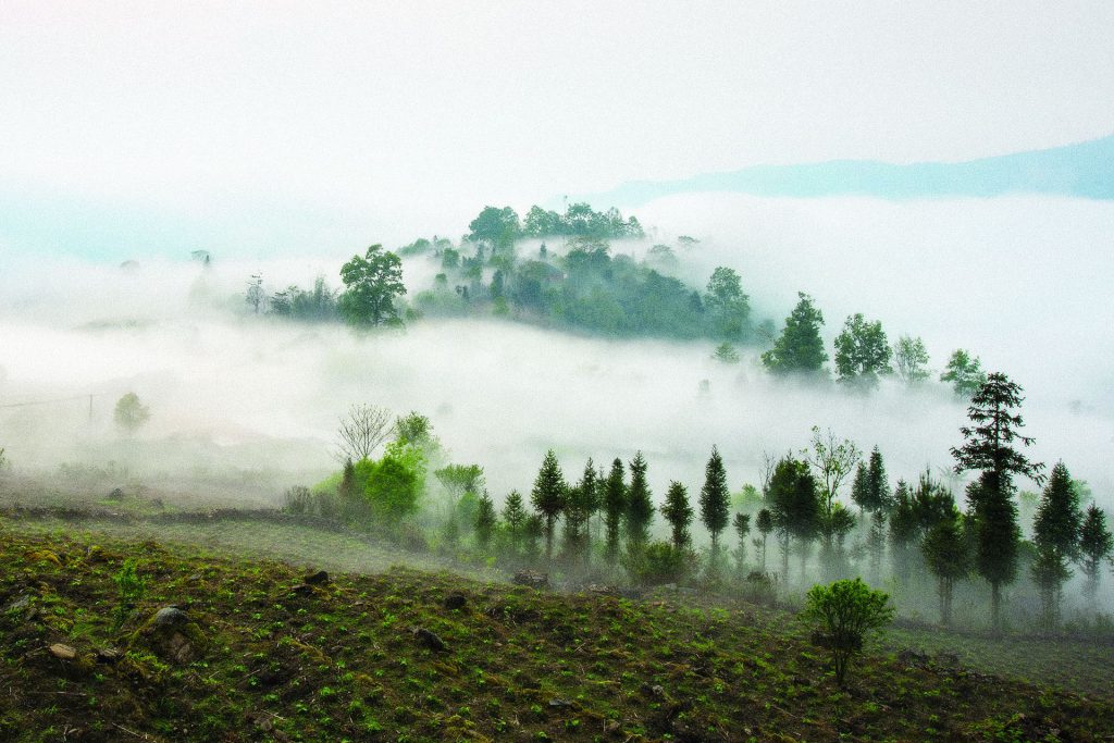 Misty hillside landscape with pine trees and low clouds drifting over green slopes