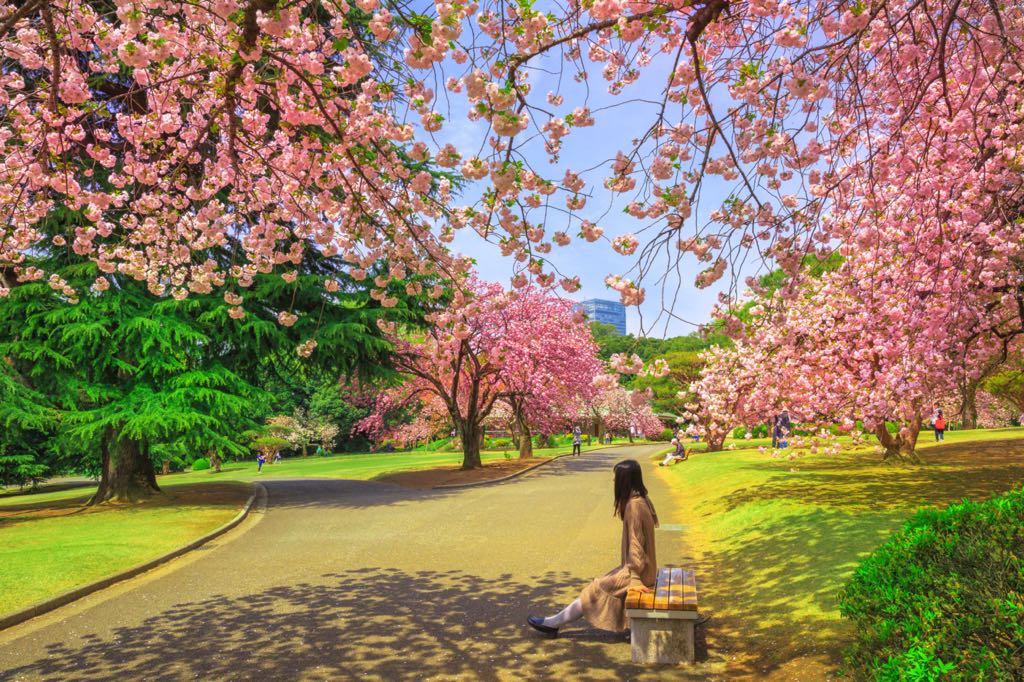 A person sits on a bench beneath blossoming cherry trees in a park