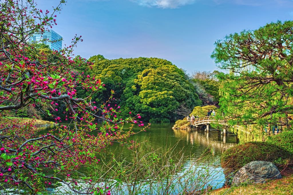 A tranquil pond reflects trees and a small bridge in a Japanese garden