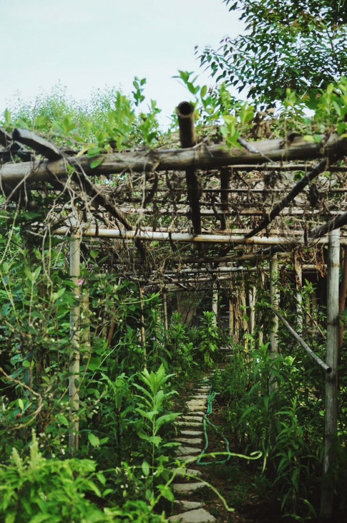 Lối đi nhỏ lát đá dẫn vào khu vườn xanh mướt đầy sức sống