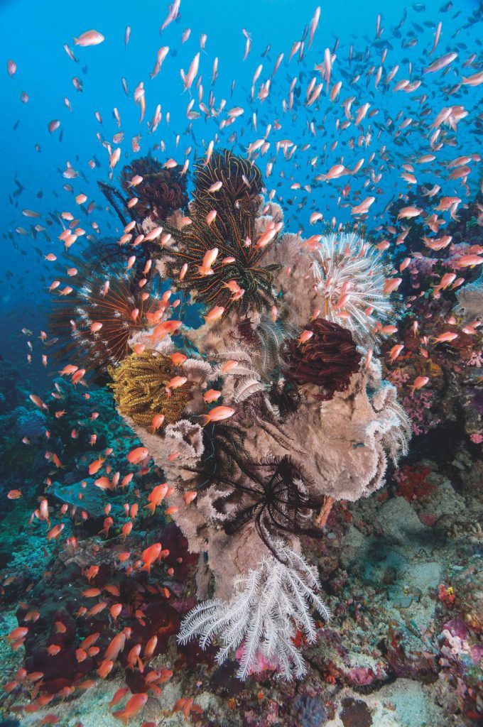Orange fish swarm around colorful seafans and coral formations underwater