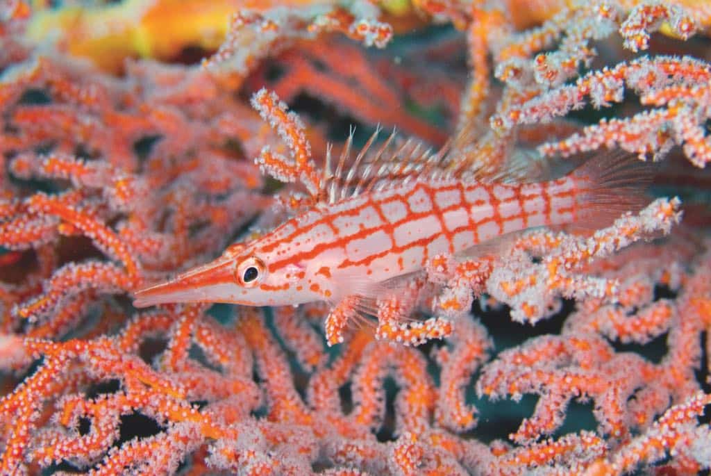 A striped hawkfish perches among bright orange coral branches underwater