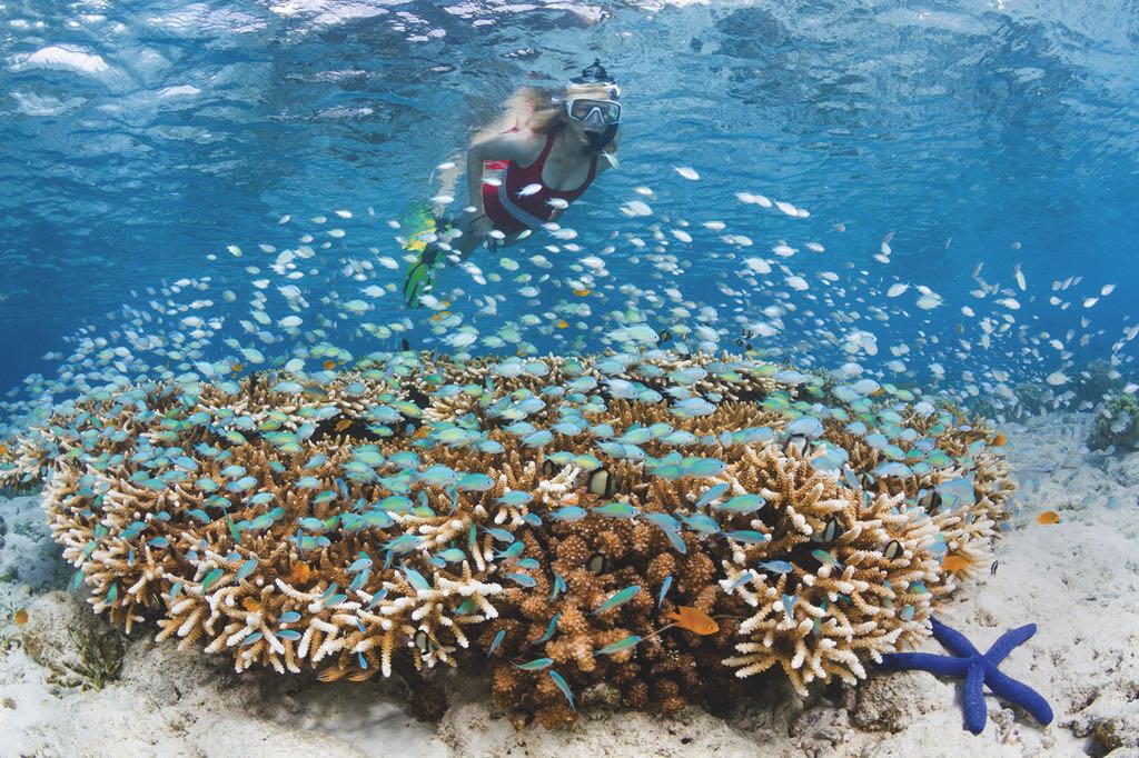 A snorkeler swims above colorful coral teeming with small fish and a vibrant starfish