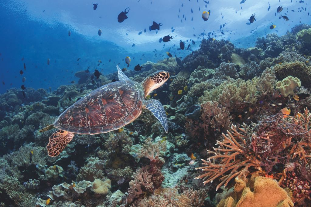 A sea turtle swims above colorful coral and schools of small fish