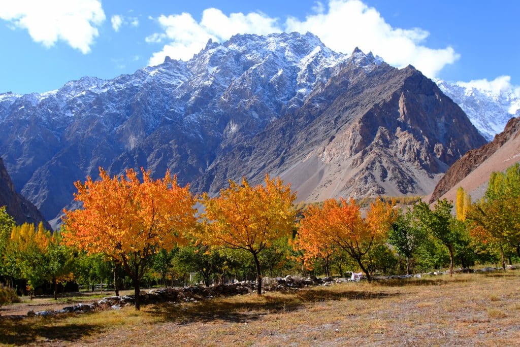 Golden trees stand before large snowcapped mountains under a blue sky
