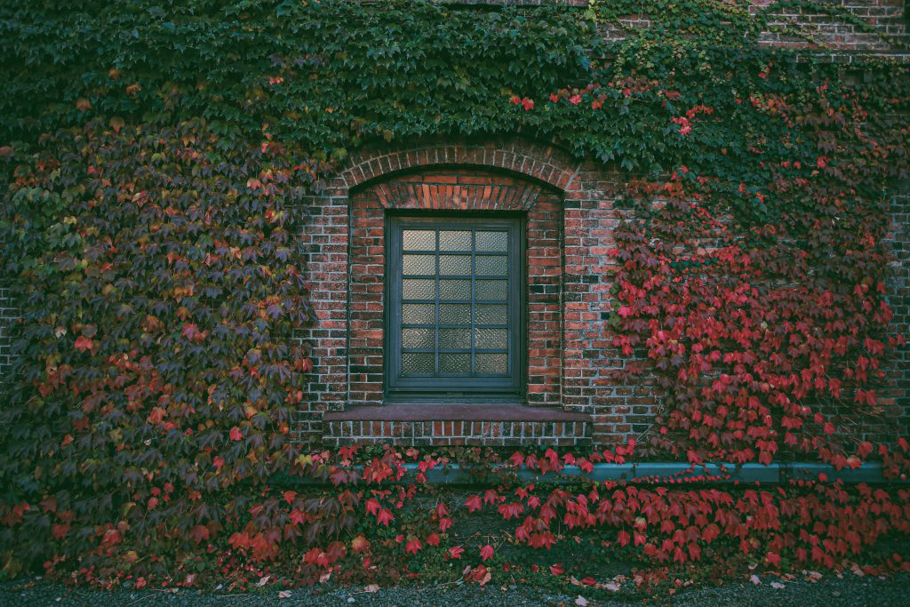 A brick building features a window framed by vibrant autumn foliage