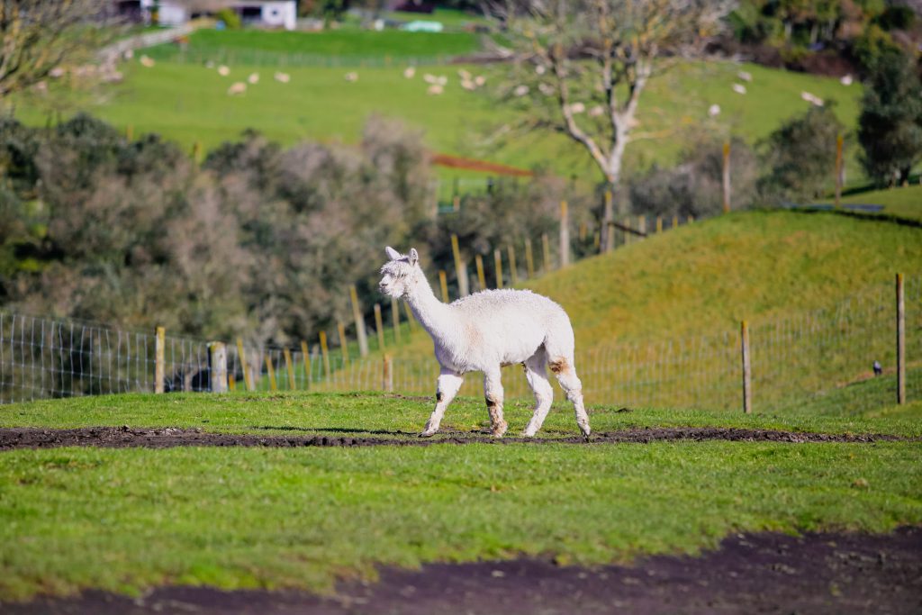 A white alpaca walks across a green field toward distant hills dotted with sheep