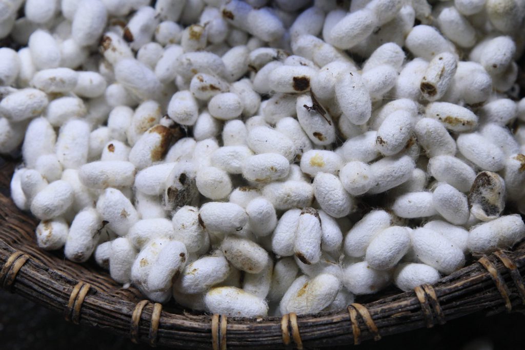 Tơ tằm trắng muốt chất đầy trong giỏ mây đan thủ công