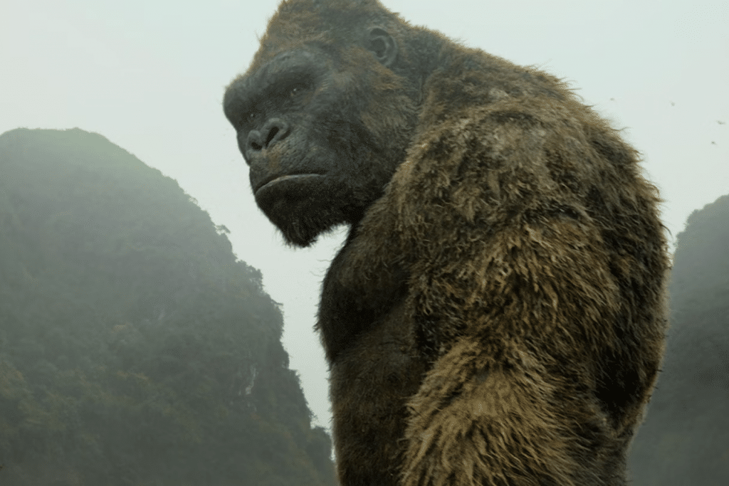 Chú khổng lồ với bộ lông rậm nhìn xuống trước nền núi mờ sương