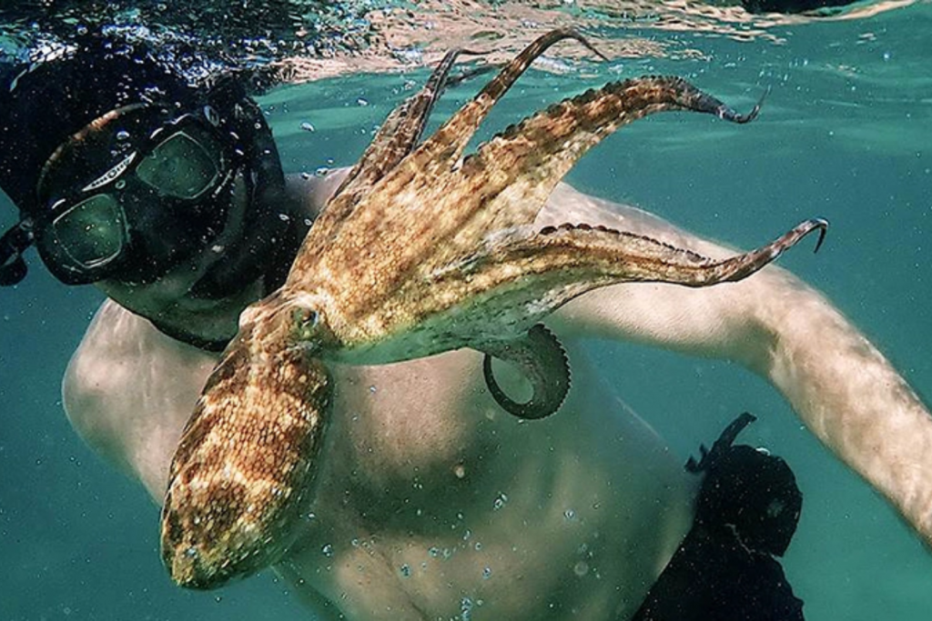 Người thợ lặn tương tác gần gũi với một con bạch tuộc dưới biển xanh